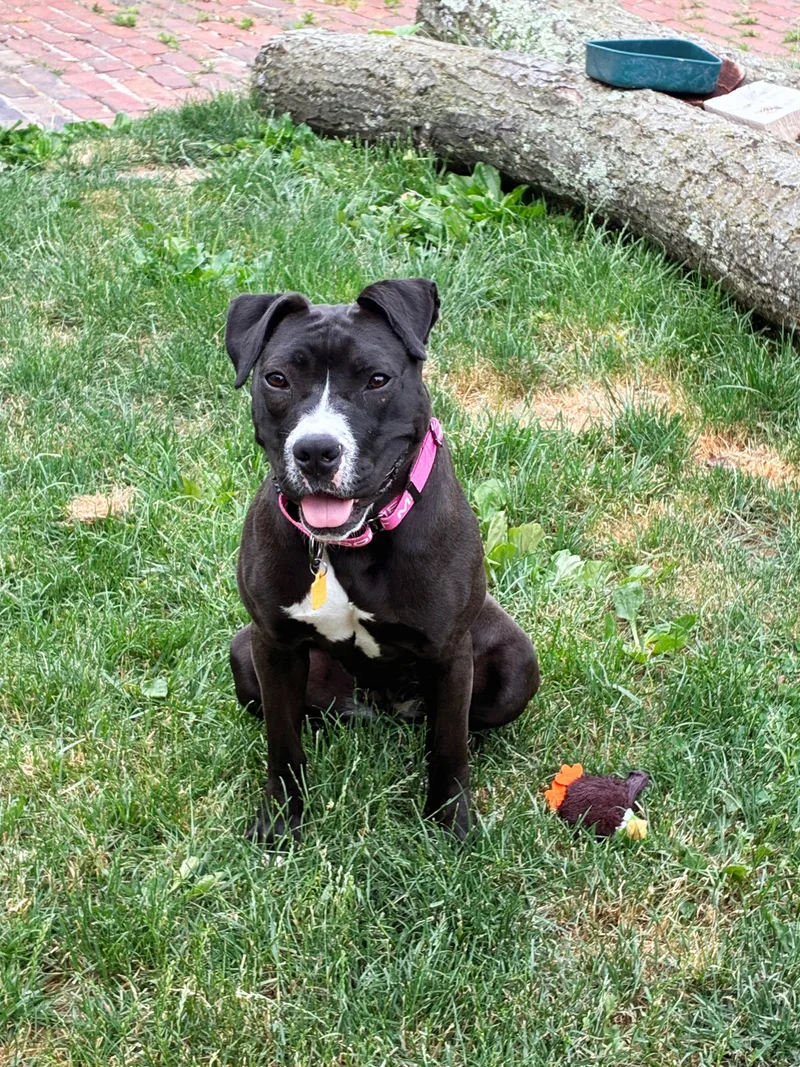 A young medium-sized female Black Pit Bull Terrier dog named Pippy for adoption in Seville, OH