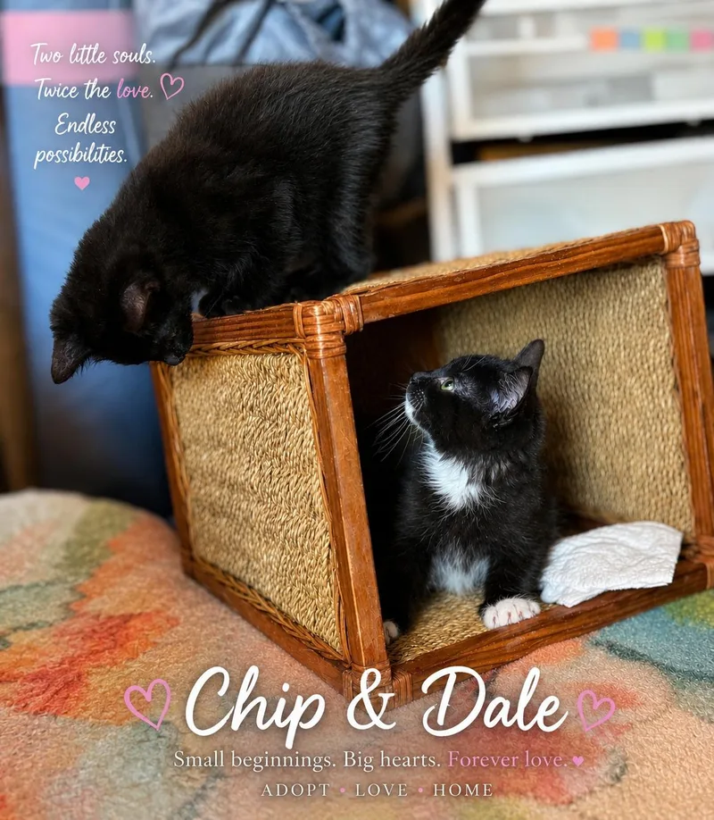 A baby medium-sized male Black & White / Tuxedo Domestic Short Hair cat named Chip & Dalebrothers And for adoption in Laurel, MD