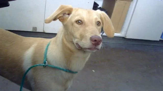A young large-sized female Mixed Breed dog named Missy for adoption in Dallas, TX