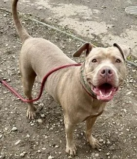 An adult large-sized female Pit Bull Terrier dog named Miss Apricot for adoption in Buffalo, NY