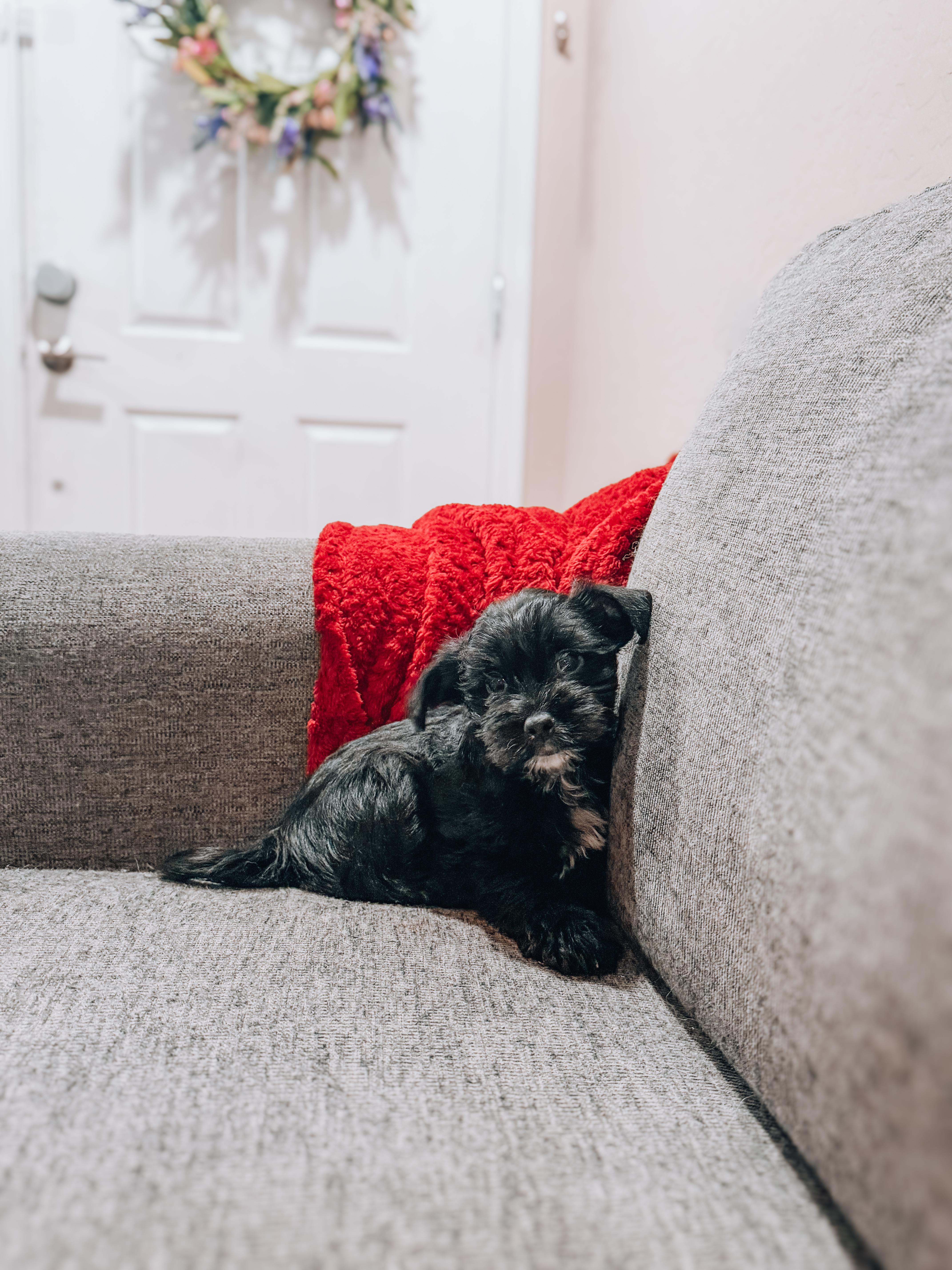 A baby small-sized male Miniature Schnauzer dog named Larry for adoption in Goodyear, AZ