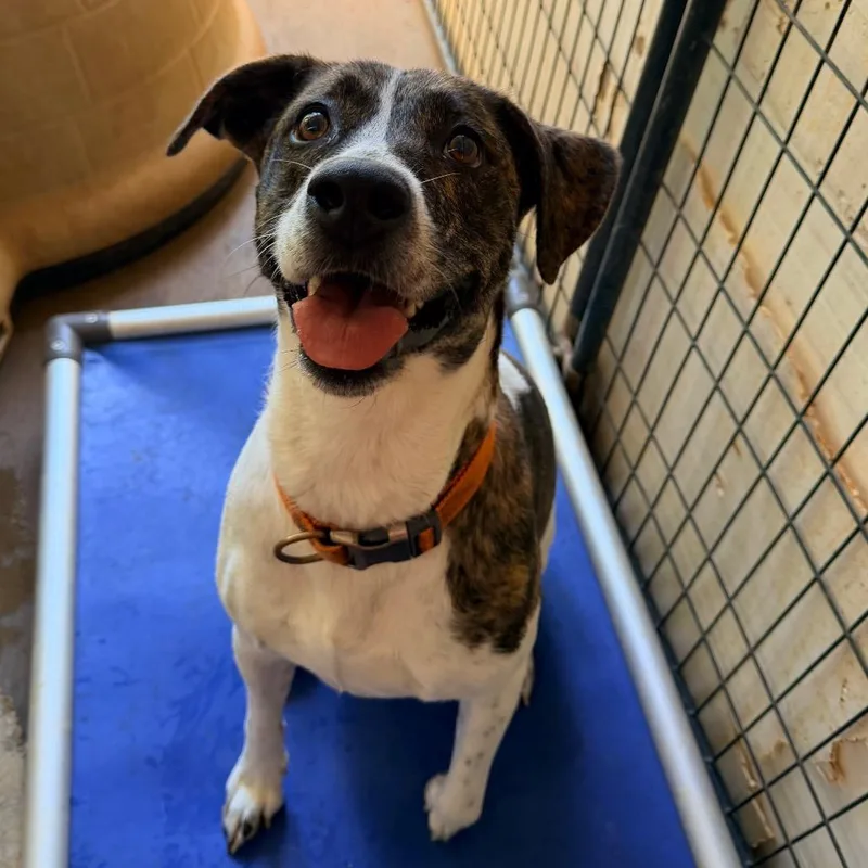 An adult medium-sized female Brindle Mixed Breed dog named Peach for adoption in Rocky Mount, VA