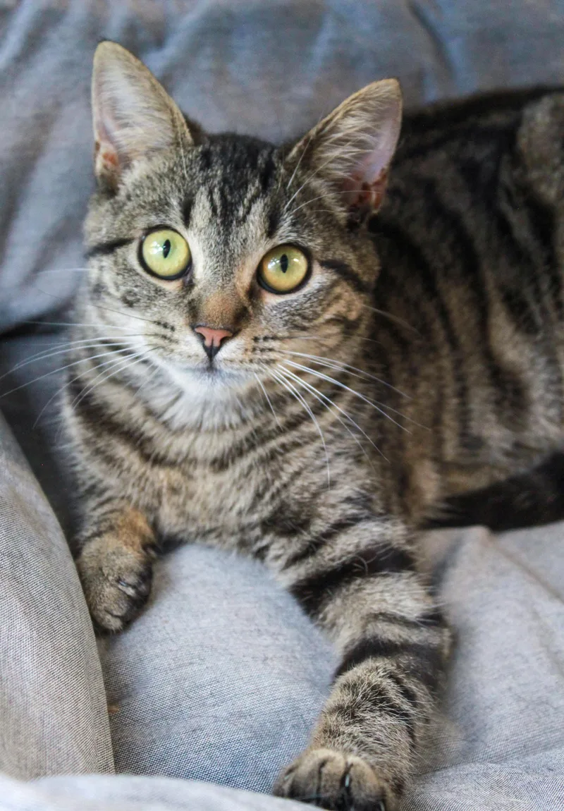 A young small-sized female Tabby (Brown / Chocolate) Domestic Short Hair cat named Faith for adoption in Ona, WV