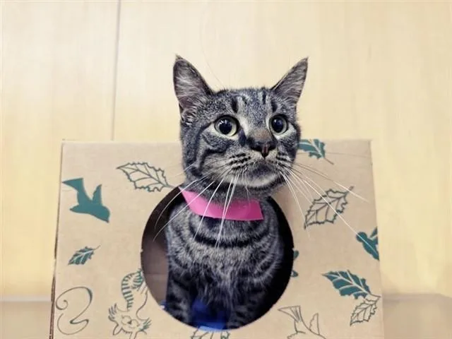 A young small-sized female Domestic Short Hair cat named Nimi for adoption in Saint Louis, MO