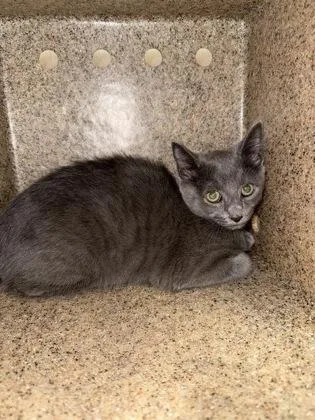 A young medium-sized female Domestic Short Hair cat named Chihiro for adoption in Lafayette, IN