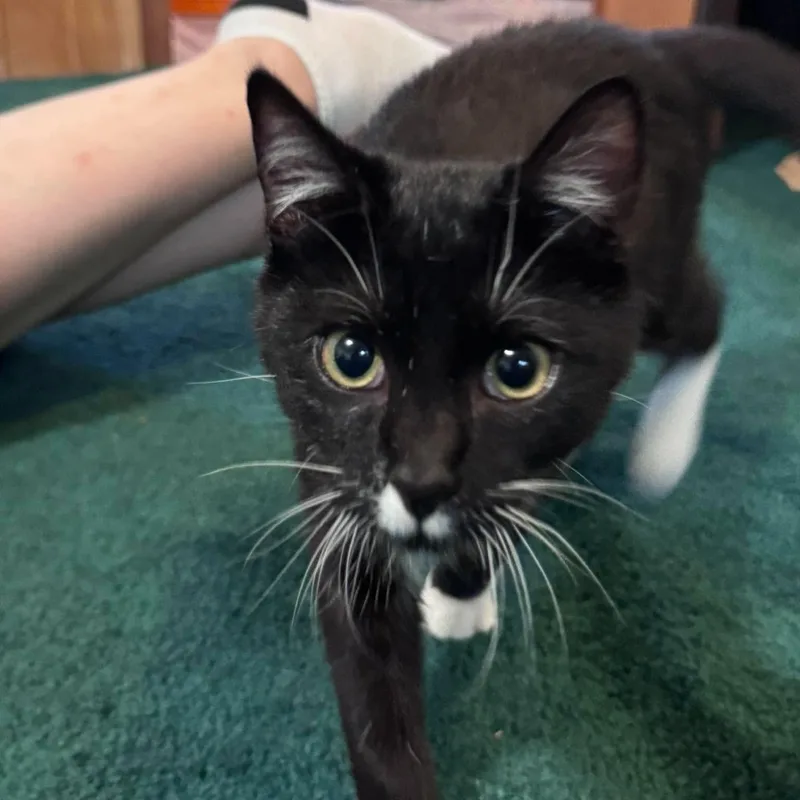 A baby medium-sized male Black & White / Tuxedo Domestic Short Hair cat named Orville for adoption in Fairborn, OH