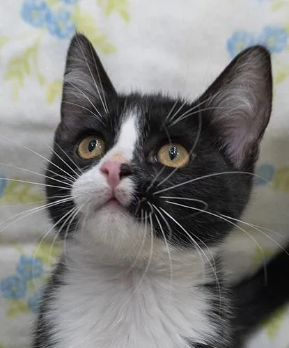 A baby small-sized male Black & White / Tuxedo Domestic Short Hair cat named Fredo for adoption in Encinitas, CA