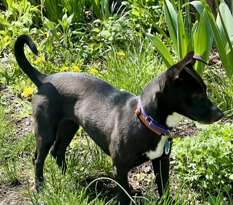 Dutchess thumbnail 3