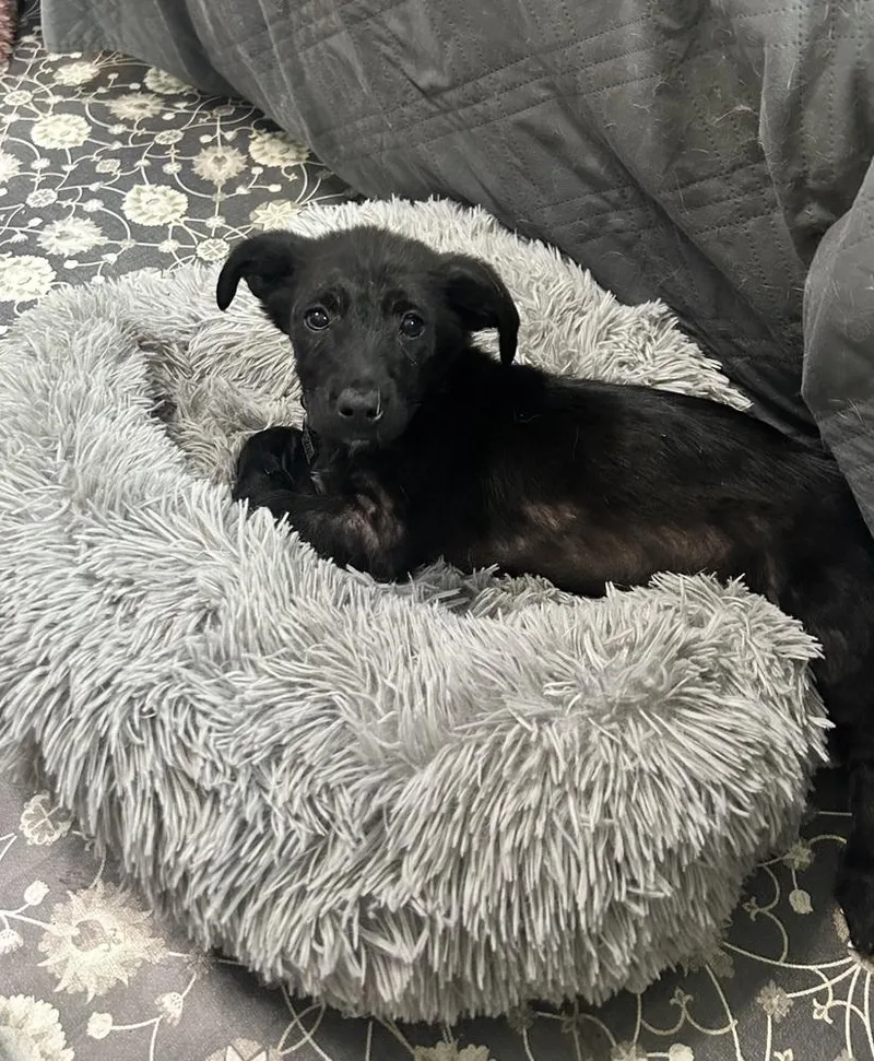 A baby medium-sized female Black Australian Shepherd dog named Georgie for adoption in Union Grove, WI