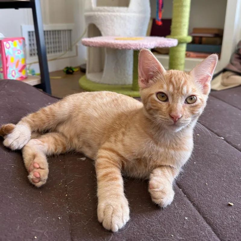 A baby small-sized male Orange / Red Domestic Short Hair cat named Queso for adoption in Escondido, CA