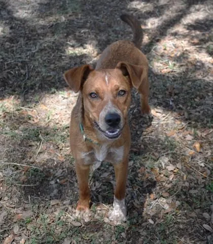 A young medium-sized male Golden Black Mouth Cur dog named Rusty French Fry for adoption in Inverness, FL