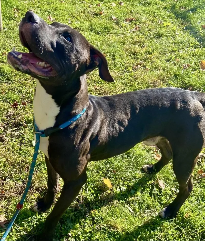 A young medium-sized male Black Pit Bull Terrier dog named Tobey for adoption in Yonkers, NY
