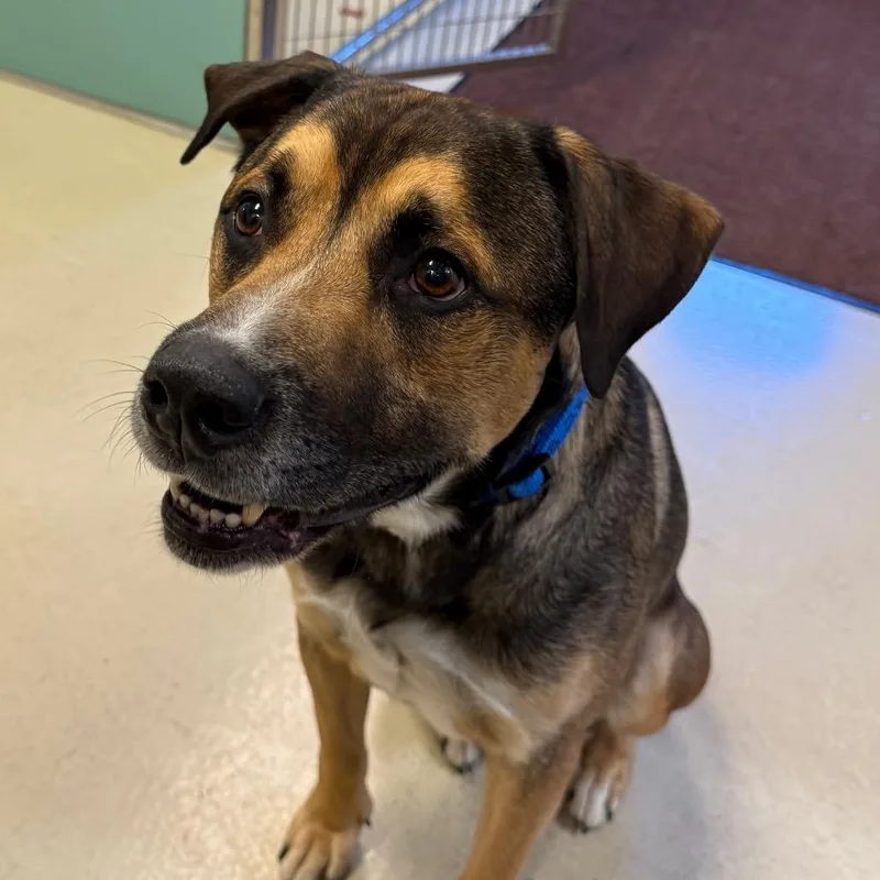 An adult medium-sized male Shepherd dog named BHSIStray for adoption in International Falls, MN