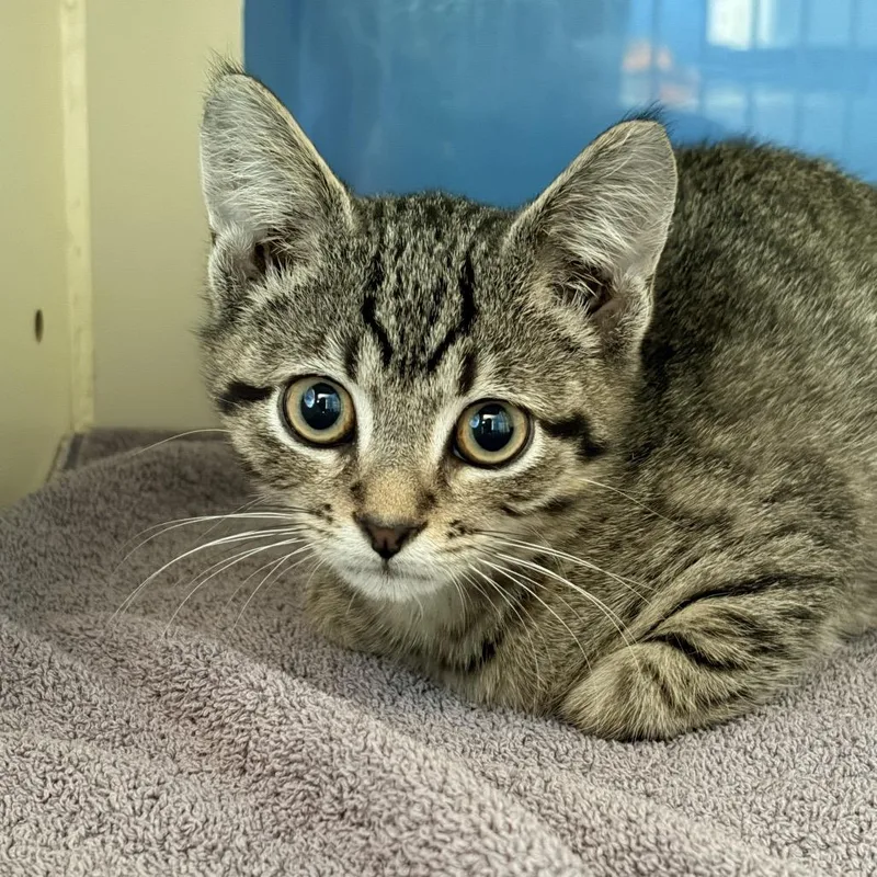 A baby small-sized male Gray / Blue / Silver Domestic Short Hair cat named Bk for adoption in Aldie, VA