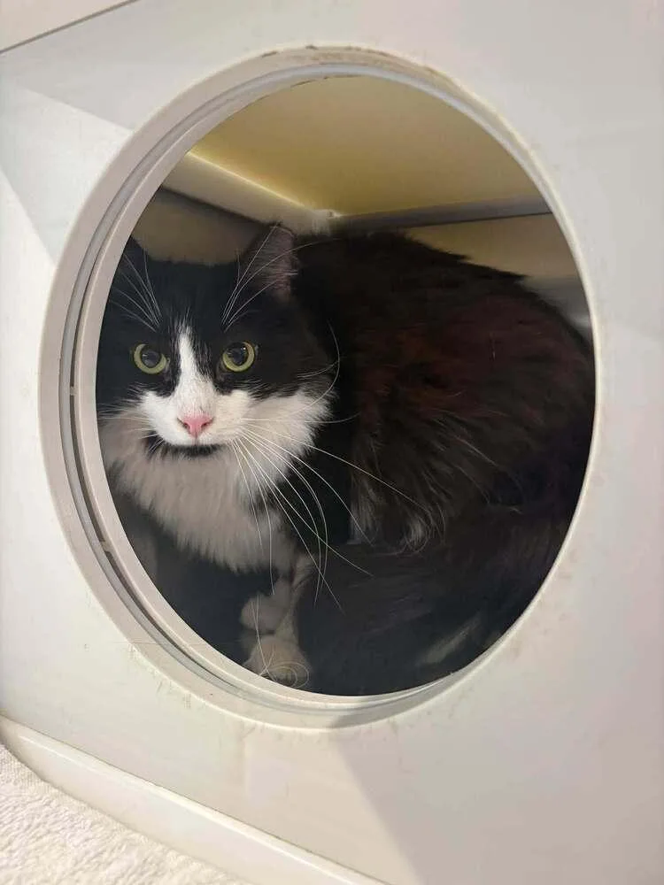 A young medium-sized male Black & White / Tuxedo Domestic Long Hair cat named Carter for adoption in Wilson, NC