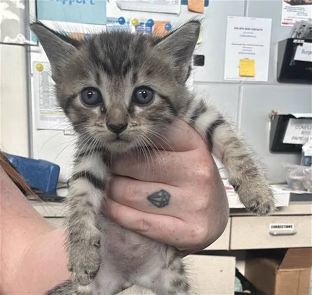 A baby medium-sized male Domestic Short Hair cat named Biscoff for adoption in Dallas, TX