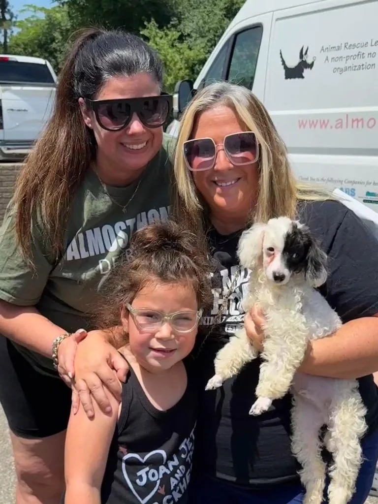 A baby medium-sized male Poodle dog named Phantom for adoption in West Bloomfield, MI