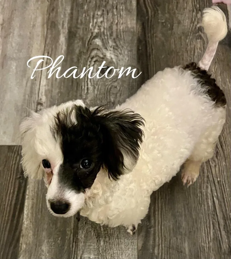 Phantom thumbnail 2