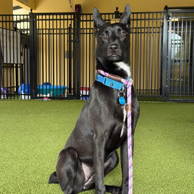 A young medium-sized female Black Belgian Shepherd / Malinois dog named Luna for adoption in West Palm Beach, FL