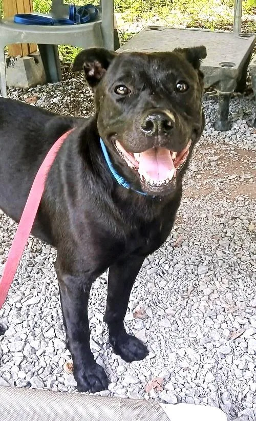 An adult medium-sized male Black Labrador Retriever dog named Lyker for adoption in Pegram, TN