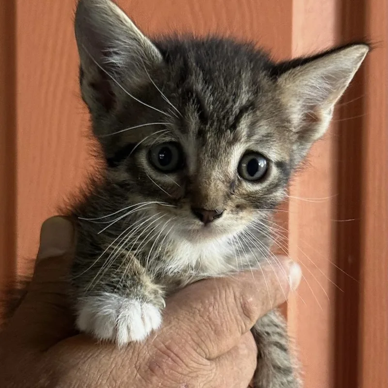 A baby medium-sized male Gray & White Domestic Short Hair cat named Dean for adoption in Huntington Beach, CA