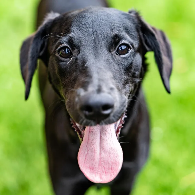 A baby small-sized female Black Whippet dog named Liberty for adoption in Naperville, IL