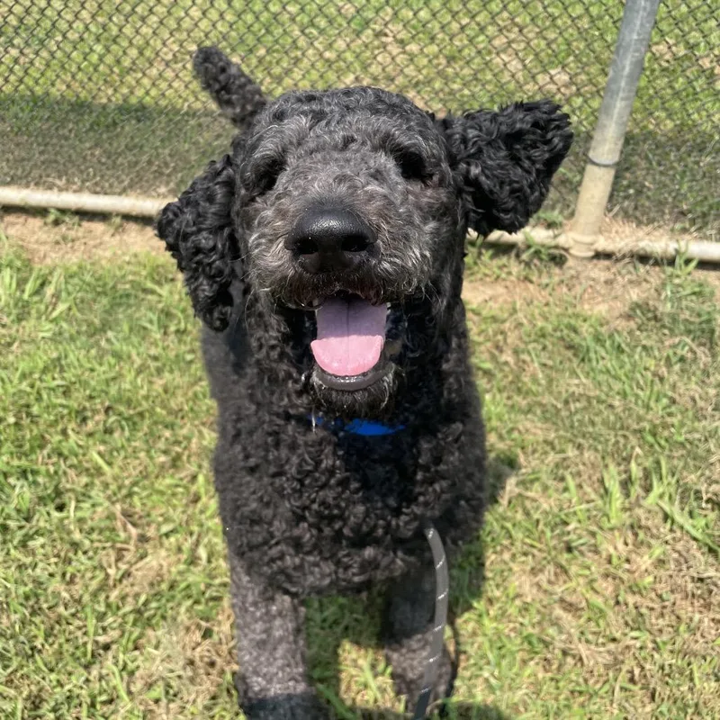 An adult large-sized male Black Mixed Breed dog named Zeus for adoption in Chattanooga, TN