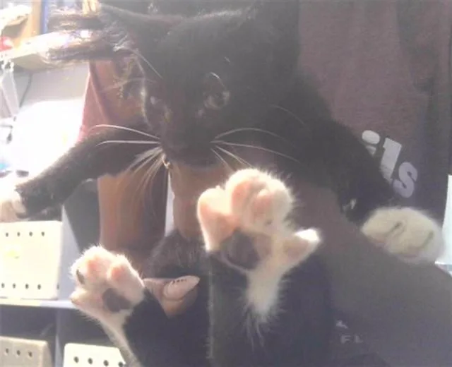 A baby small-sized male Domestic Short Hair cat named Tux for adoption in Tallahassee, FL