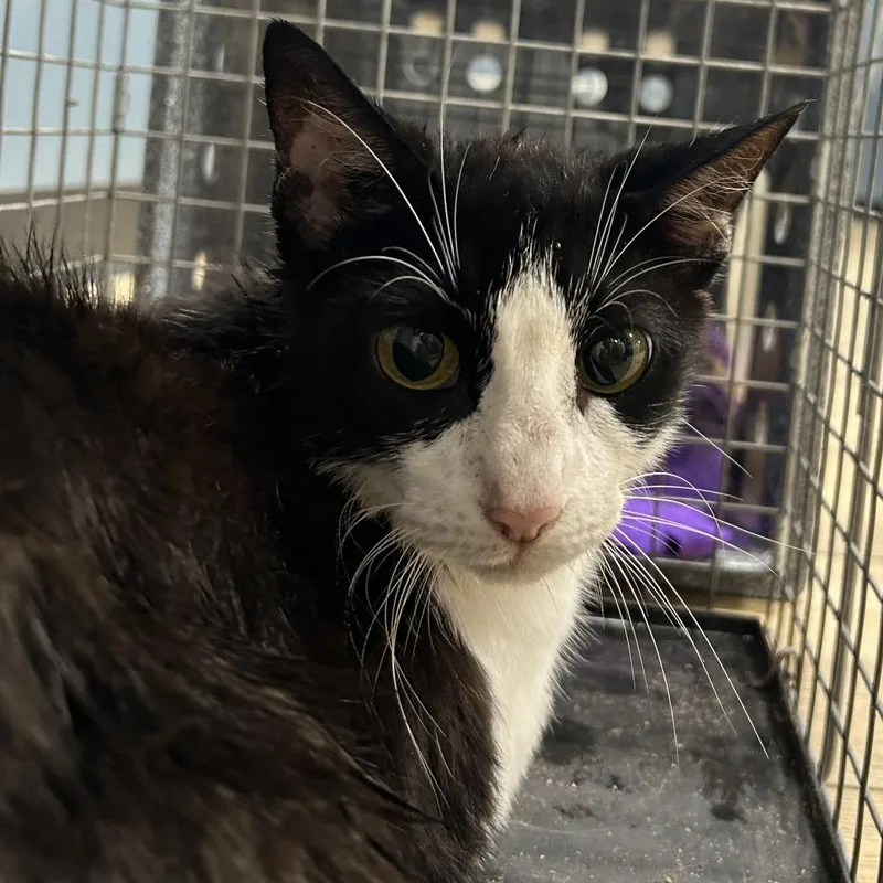 A young medium-sized female Black Domestic Short Hair cat named Fiona for adoption in Newark, NJ
