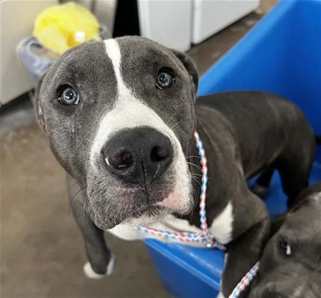 A young large-sized male Mixed Breed dog named Will for adoption in Dallas, TX