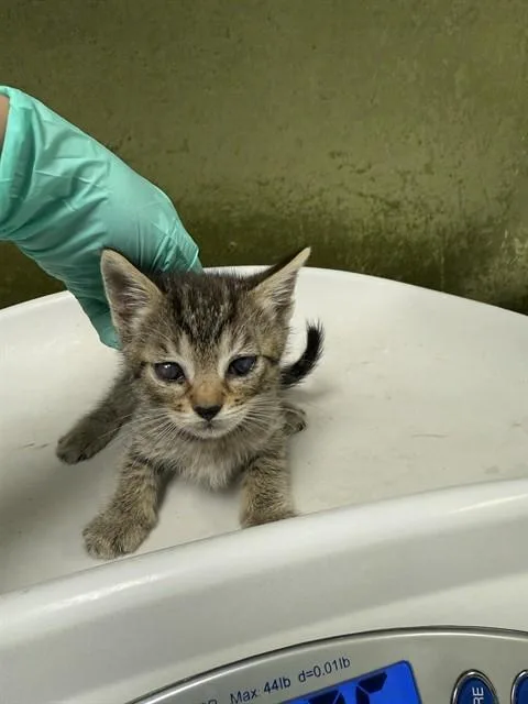A baby small-sized male Domestic Short Hair cat named Stevie for adoption in Riverside, CA