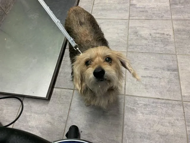 An adult medium-sized female Yorkshire Terrier dog named Lady for adoption in Grand Prairie, TX