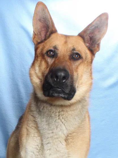 An adult extra large-sized male German Shepherd Dog dog named Zane for adoption in Burbank, CA