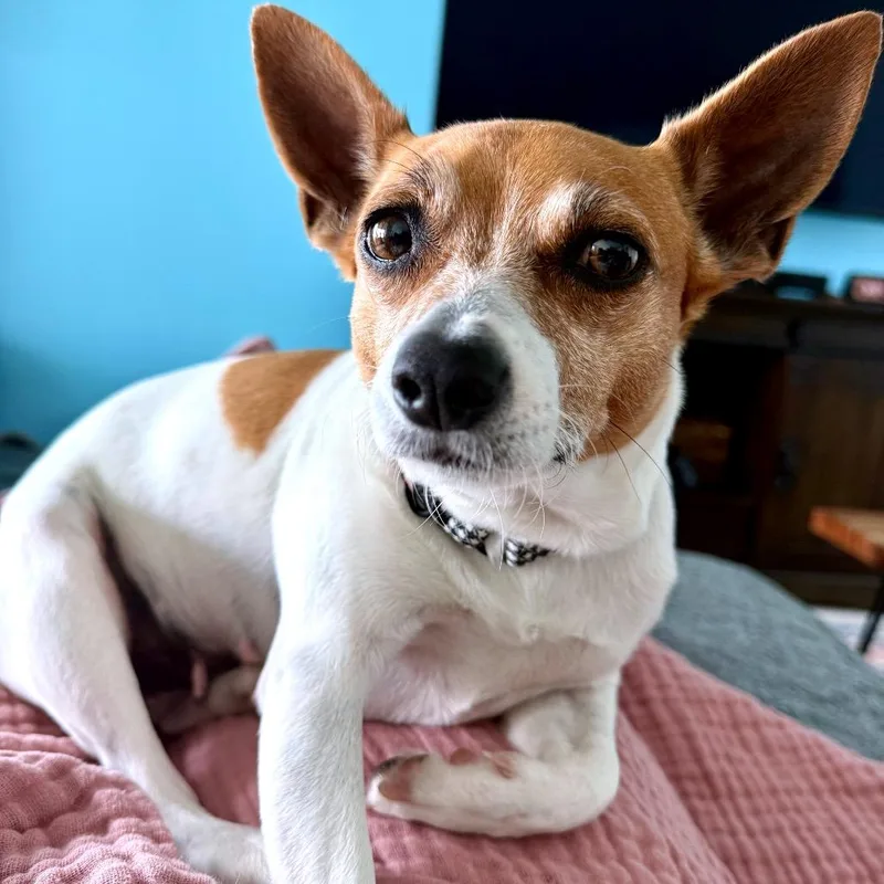 An adult small-sized female White / Cream Chihuahua dog named Corazon for adoption in North Port, FL