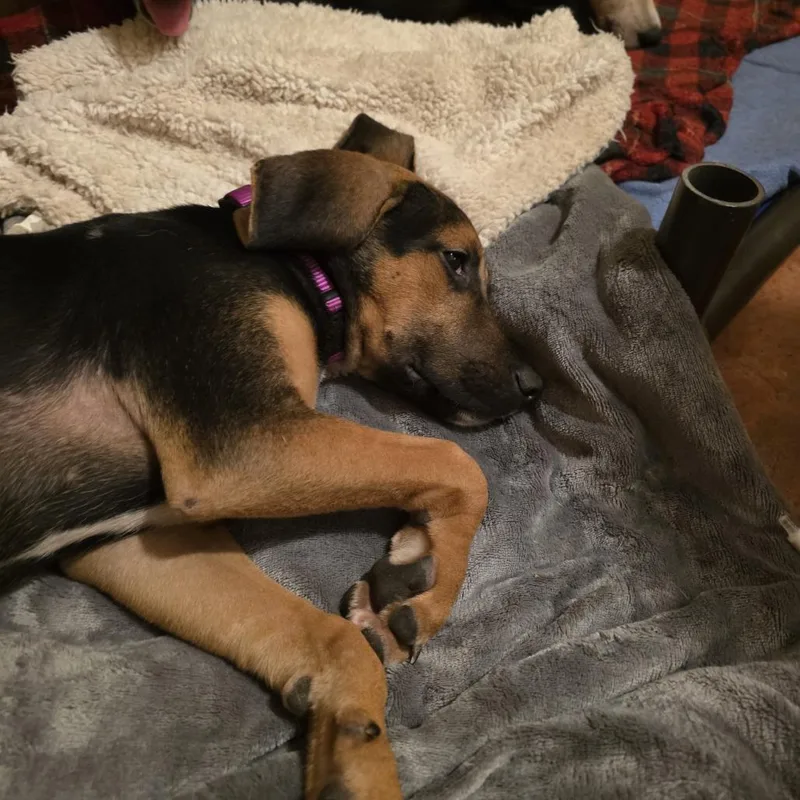 A baby small-sized female Mixed Breed dog named Bing for adoption in Glenfield, NY