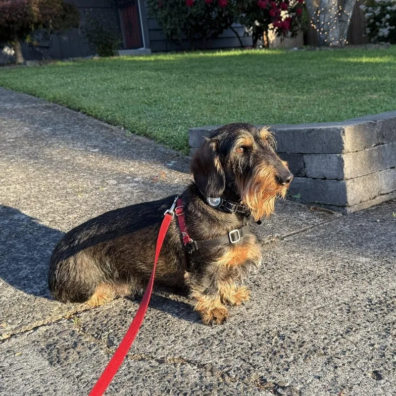 An adult medium-sized male Black Wirehaired Dachshund dog named Schatzi for adoption in Portland, OR
