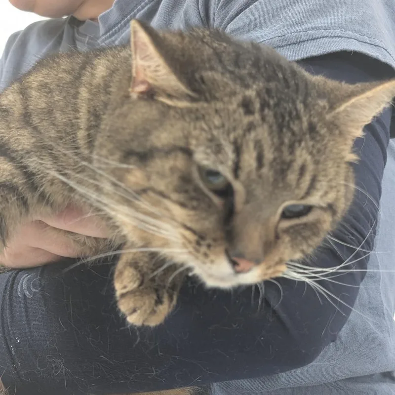 An adult medium-sized male Brown / Chocolate Domestic Short Hair cat named Houston for adoption in Canton, IL