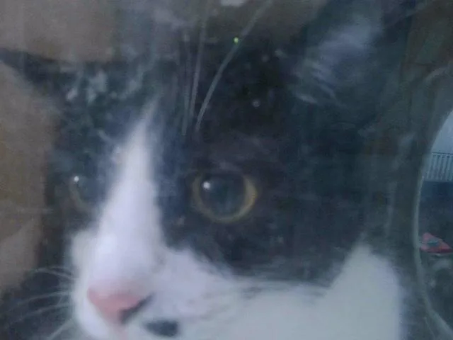 An adult medium-sized female Domestic Short Hair cat named Lucy for adoption in Baldwin Park, CA