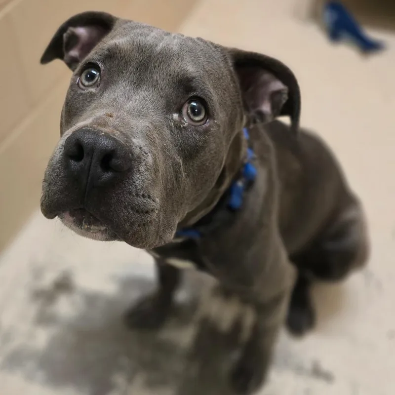 A young medium-sized male Pit Bull Terrier dog named Eeyore for adoption in Columbia, MO