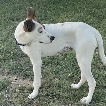 A young medium-sized female White / Cream Mixed Breed dog named Parsley for adoption in Prescott, AZ