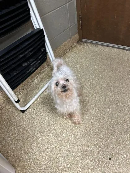 An adult small-sized male Mixed Breed dog named Guppie for adoption in Munster, IN
