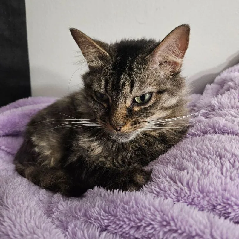 Veronica thumbnail 3