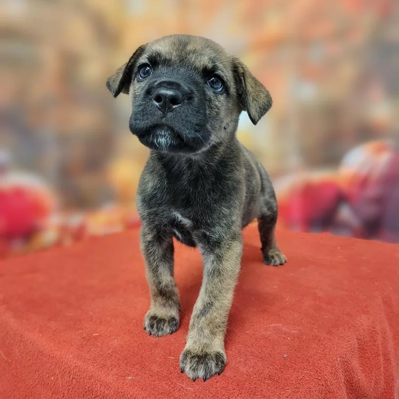 A baby medium-sized female Brindle Mixed Breed dog named Leera for adoption in Griswold, CT