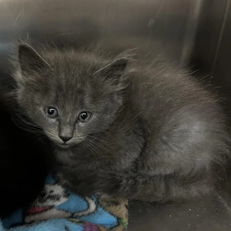 A baby small-sized male Gray / Blue / Silver Domestic Long Hair cat named Ash for adoption in Upland, CA