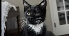 A baby medium-sized female Domestic Short Hair cat named Josie for adoption in Lafayette, CO