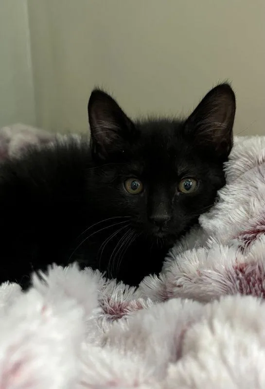 A baby medium-sized female Domestic Short Hair cat named Helen for adoption in Genoa, IL