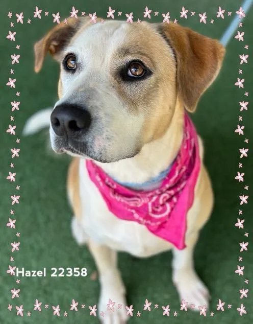Hazel thumbnail 4