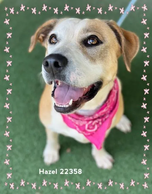 Hazel thumbnail 5