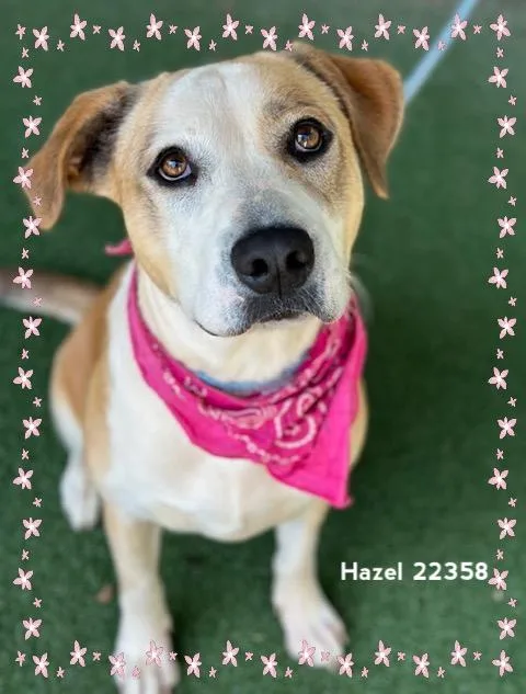 Hazel thumbnail 6