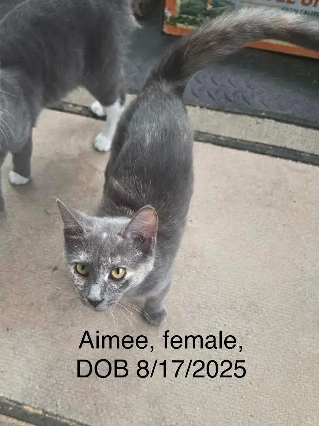 A young small-sized female Domestic Short Hair cat named Aimee for adoption in Glenfield, NY